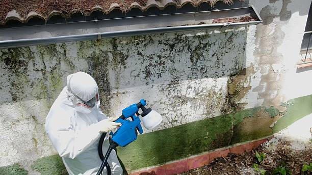 Top rated local Bathroom Mold Removal specialists in Hampton, MN